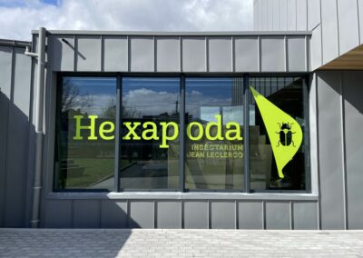 HEXAPODA - Lettrage vitrine